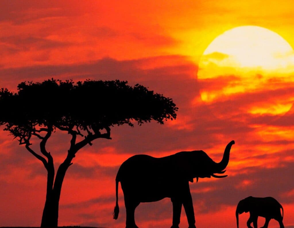 African sunset safari and coastal adventures